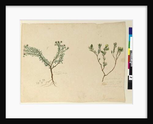 Page 179. Gompholobium; 180. Poranthera ericafolia, c.1803-06 by John William Lewin