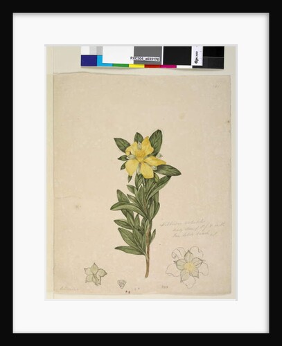 Page 181. Hibbertia volubilis/Hibbertia scandens, c.1803-06 by John William Lewin