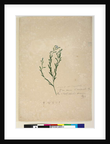 Page 182. Linum sp allied to augustifolium, c.1803-06 by John William Lewin