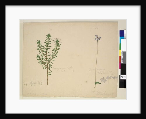 Page 183. Westringia rosmarinifolia/Westringia fruiticosa; 184. Glossodia major, c.1803-06 by John William Lewin