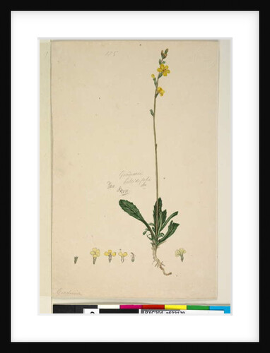 Page 185. Goodenia bellidifolia, c.1803-06 by John William Lewin
