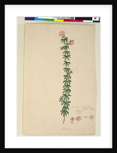 Page 186. Bauera rubioides, c.1803-06 by John William Lewin