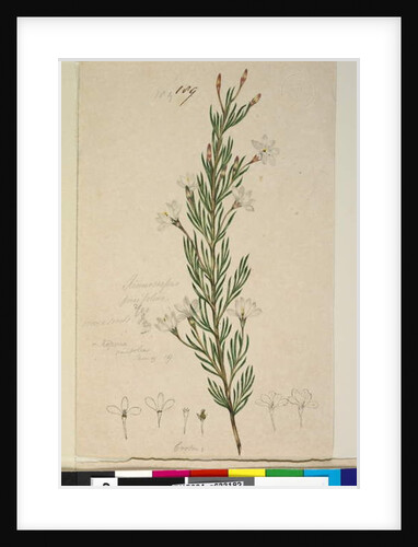 Page 189. Ricinocarpus pinifolius, c.1803-06 by John William Lewin