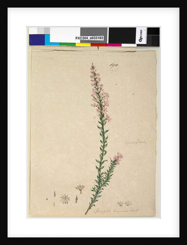 Page 190. Sprengelia incarnata, c.1803-06 by John William Lewin