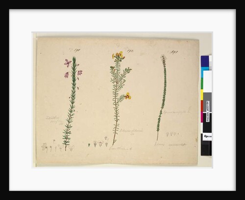Page 191. Tetratheca ericifolia; 192. Dillwynia glaberrima; 193. Epacris microphylla, c.1803-06 by John William Lewin