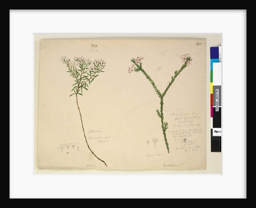 Page 194. Zieria lanceolata/Zieria smithii; 195. A bad figure of a species of Calythrix..., c.1803-06 by John William Lewin