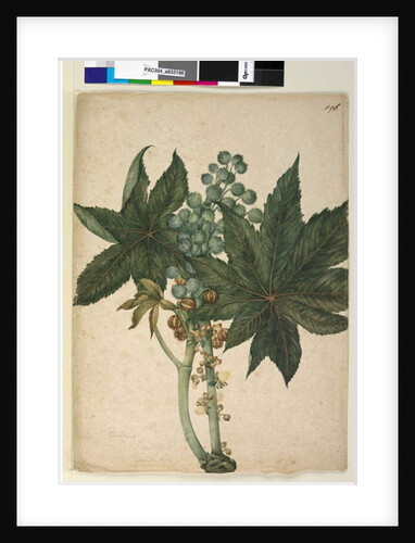 Page 196. Ricinus communis, c.1803-06 by John William Lewin