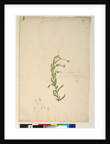 Page 197. Epilobium glabellum, c.1803-06 by John William Lewin