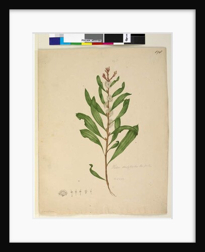 Page 198. Hakea dactyloides, c.1803-06 by John William Lewin