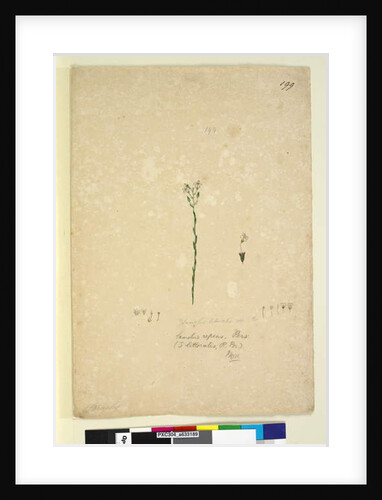 Page 199. Samolus repens, c.1803-06 by John William Lewin