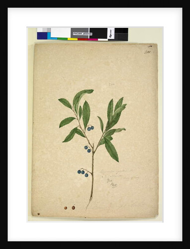 Page 200. Elaeocarpus reticulatus, c.1803-06 by John William Lewin