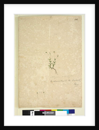 Page 201. Mitrasacme alsinoides, c.1803-06 by John William Lewin