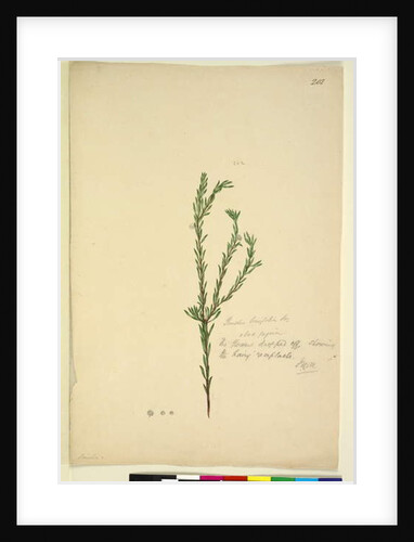 Page 202. Pimelia linifolia, c.1803-06 by John William Lewin