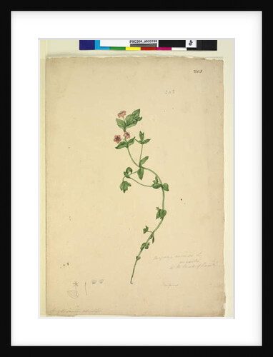 Page 203. Anagallis arvenis, c.1803-06 by John William Lewin