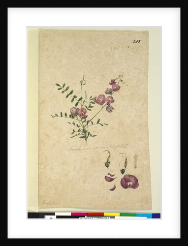 Page 205. Swainsona, c.1803-06 by John William Lewin