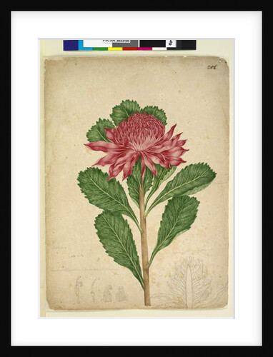 Page 206. Telopea speciosissima, c.1803-06 by John William Lewin