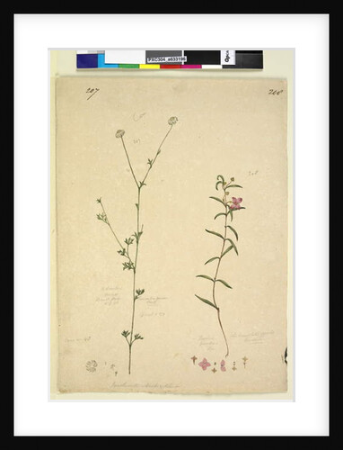 Page 207. Actinotus minor; 208. Boronia paradoxa, c.1803-06 by John William Lewin