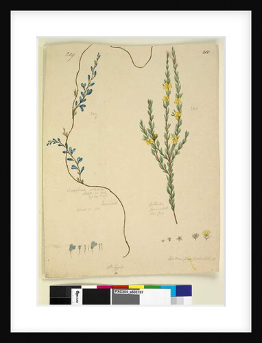 Page 209. Comesperma volubile; 210. Hibbertia fasciculata, c.1803-06 by John William Lewin