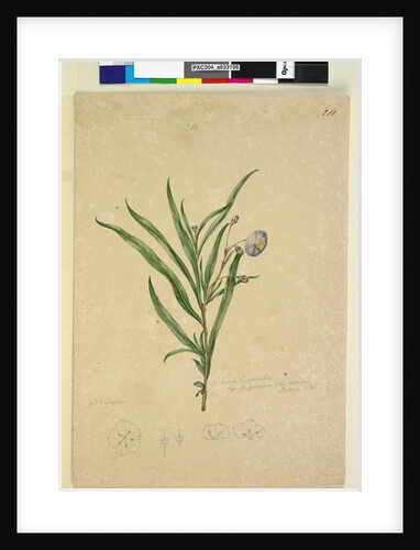 Page 211. Solanum laciniatum, c.1803-06 by John William Lewin