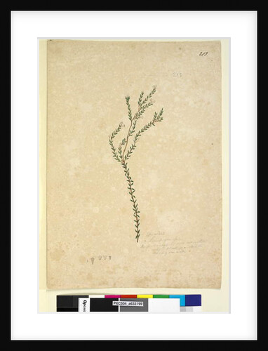 Page 213. Epacrideae/Leucopogon sp., c.1803-06 by John William Lewin