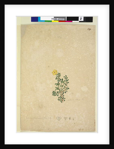 Page 214. Hibbertia diffusa, c.1803-06 by John William Lewin