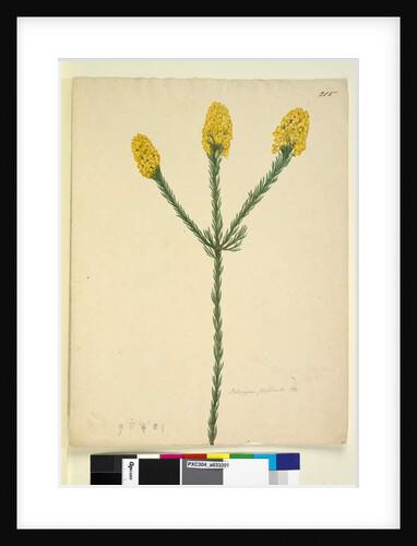 Page 215. Dillwynia floribunda, c.1803-06 by John William Lewin