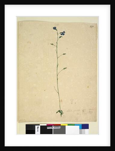 Page 217. Lobelia gracilis, c.1803-06 by John William Lewin