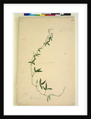 Page 218. Kennedia comptoniana/Hardenbergia comptoniana, c.1803-06 by John William Lewin