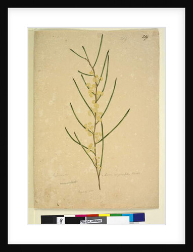 Page 219. Acacia angustifolia, c.1803-06 by John William Lewin