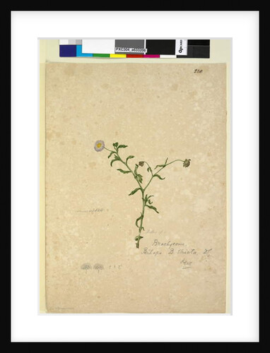 Page 220. Brachycome multifida, c.1803-06 by John William Lewin