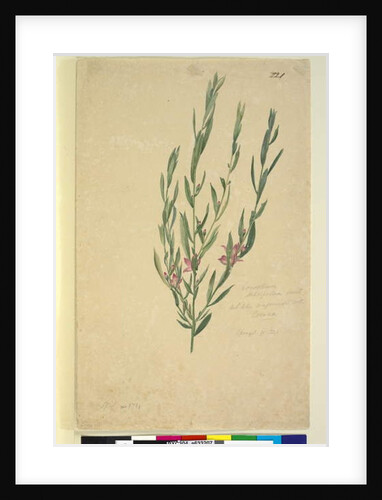 Page 221. Eriostemon, c.1803-06 by John William Lewin