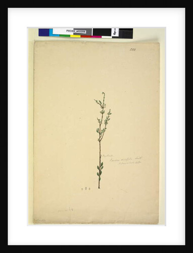 Page 222. Baeckea densifolia, c.1803-06 by John William Lewin
