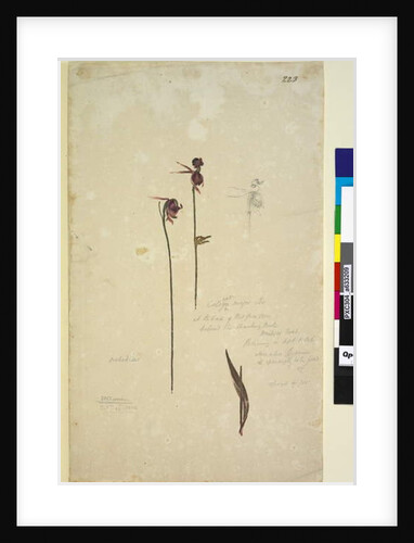 Page 223. Caleana major, c.1803-06 by John William Lewin