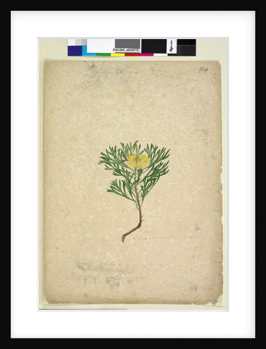 Page 224. Isopogon anemonifolius, c.1803-06 by John William Lewin