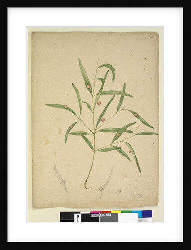 Page 225. The branch of a species of Eucalyptus bearing galls..., c.1803-06 by John William Lewin
