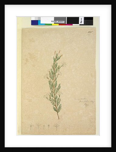 Page 226. Ricinocarpus pinifolius, c.1803-06 by John William Lewin