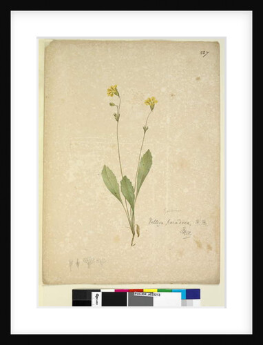 Page 227. Velleia paradoxa, c.1803-06 by John William Lewin