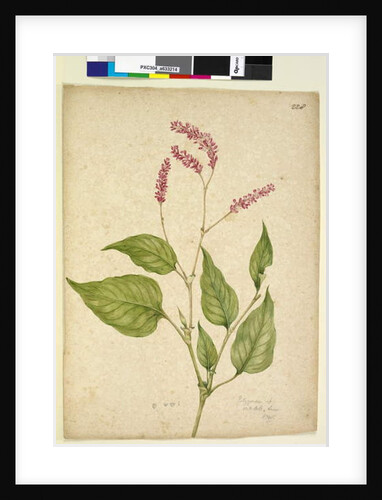 Page 228. Polygonum orientale, c.1803-06 by John William Lewin