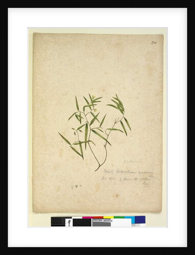 Page 230. Geitonoplesium cymosum, c.1803-06 by John William Lewin