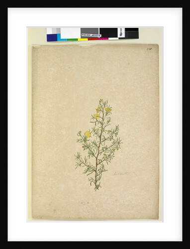 Page 231. Hibbertia sp, c.1803-06 by John William Lewin