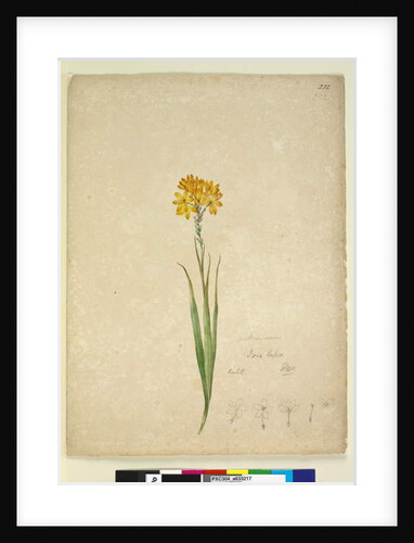 Page 232. Ixia lutea, c.1803-06 by John William Lewin