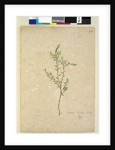 Page 233. Leucopogon, c.1803-06 by John William Lewin