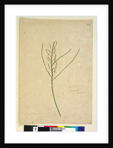 Page 234. Leptomeria, c.1803-06 by John William Lewin