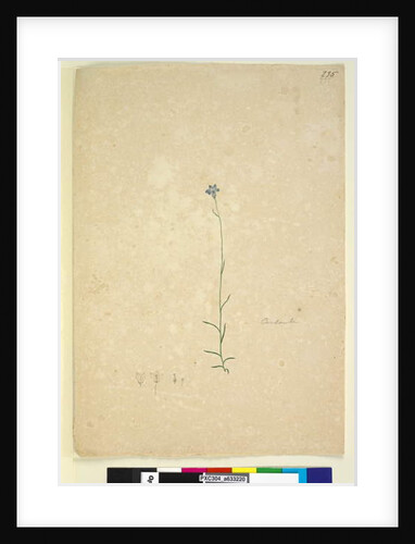 Page 235. Campanula, c.1803-06 by John William Lewin