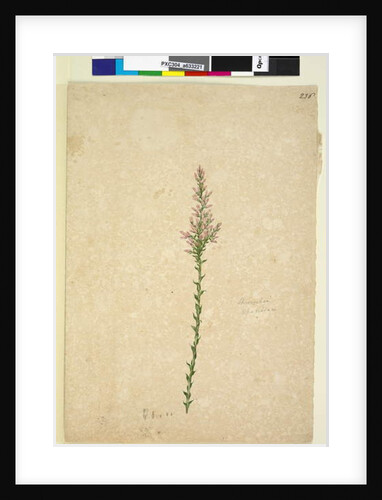 Page 236. Sprengelia, c.1803-06 by John William Lewin