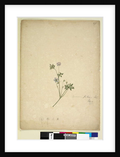 Page 237. Geranium pilosum, c.1803-06 by John William Lewin