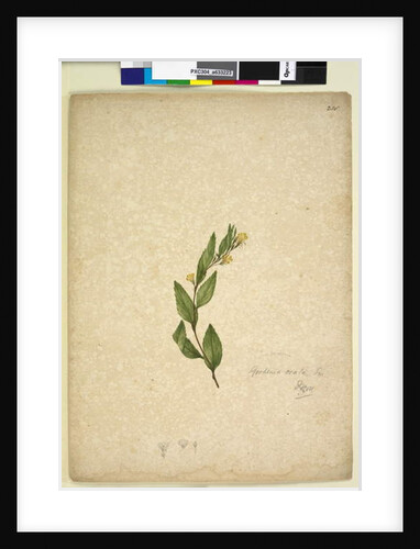 Page 238. Goodenia ovata, c.1803-06 by John William Lewin
