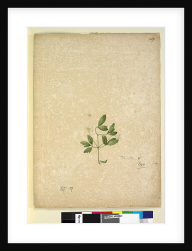 Page 239. Clematis, c.1803-06 by John William Lewin