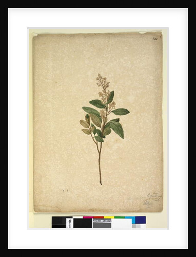 Page 240. Pomaderris ligustrina, c.1803-06 by John William Lewin