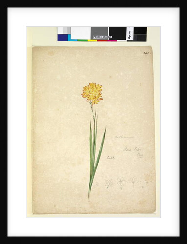 Page 241. Ixia lutea, c.1803-06 by John William Lewin